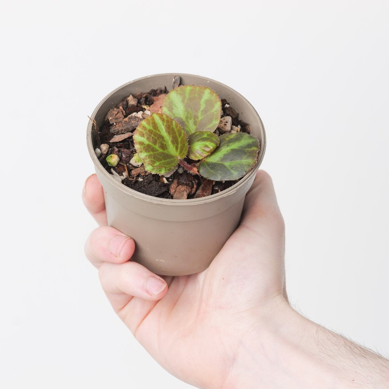 Begonia beijnenii|9cm