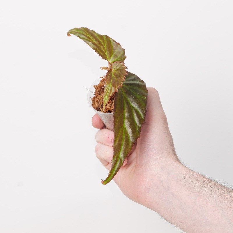 Begonia borneensis|6cm