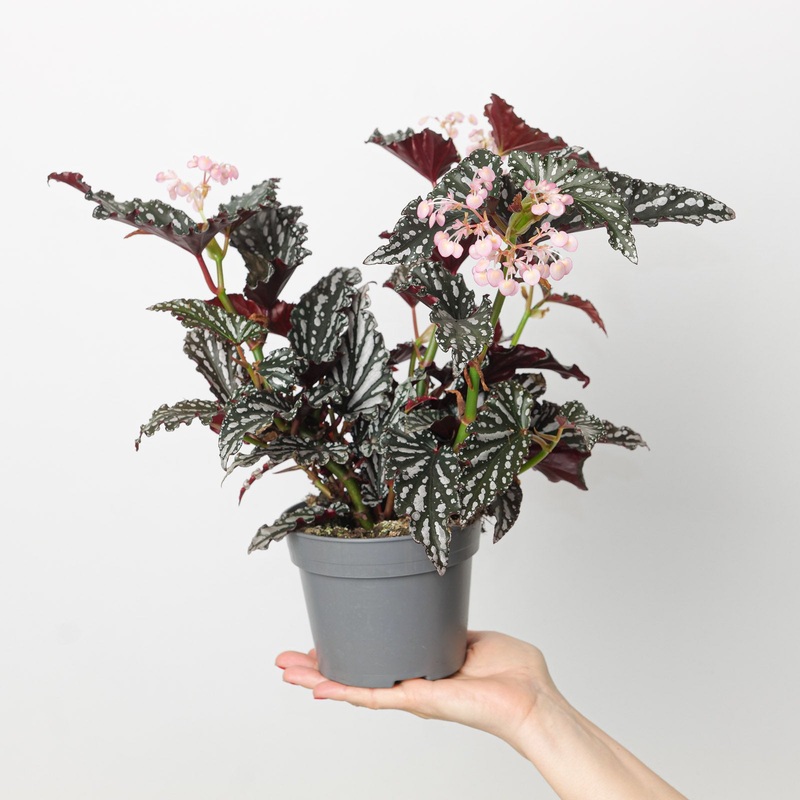 Begonia ‘Spotlight Dark’|14cm