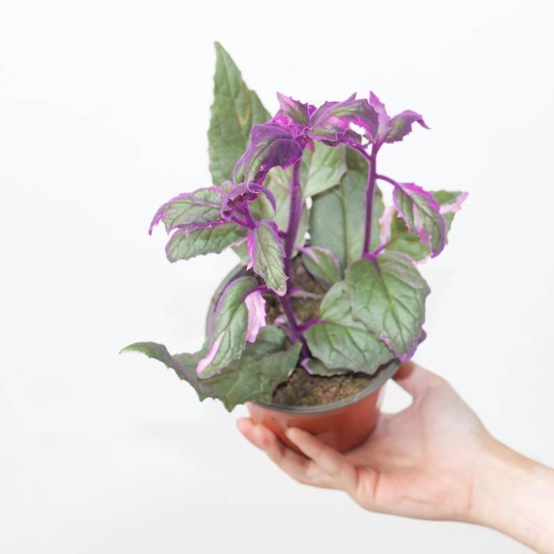 Gynura aurantiaca ‘Purple Passion’ Variegated