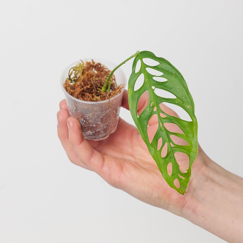 Monstera obliqua ‘Peru – Clone 2’
