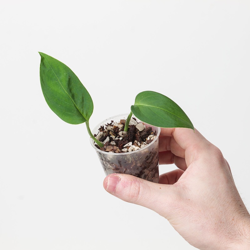 Monstera spruceana|6cm