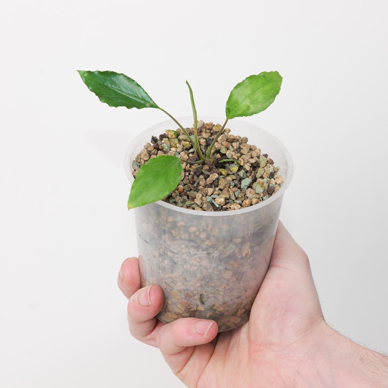 Ooia manduensis|9cm