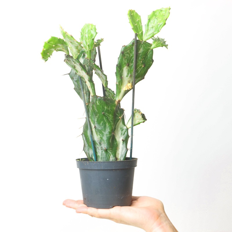 Opuntia ‘Jamaican Ghost’|12cm