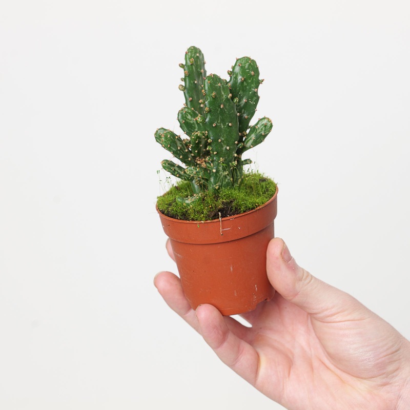 Opuntia tuna|7cm