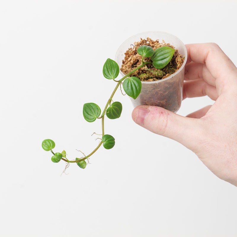 Peperomia sp Peru ‘Pleated Foliage’