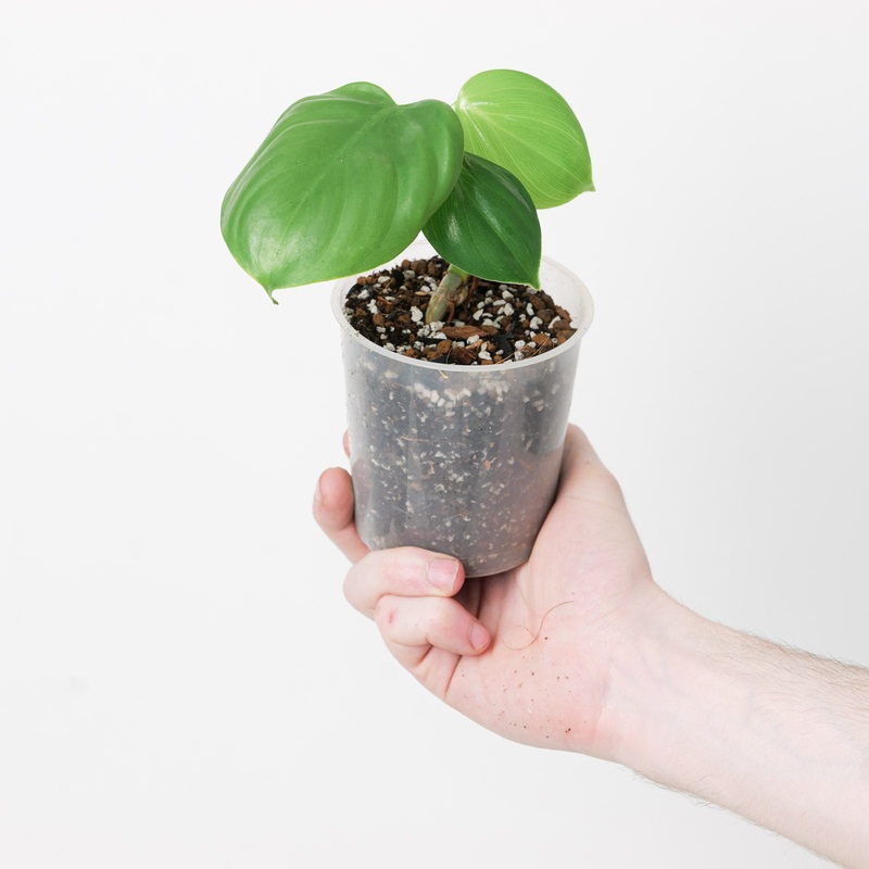 Philodendron aff. microstictum