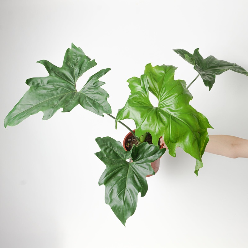 Philodendron ‘African Fantasy’ | Thaumatophyllum ‘African Fantasy’
