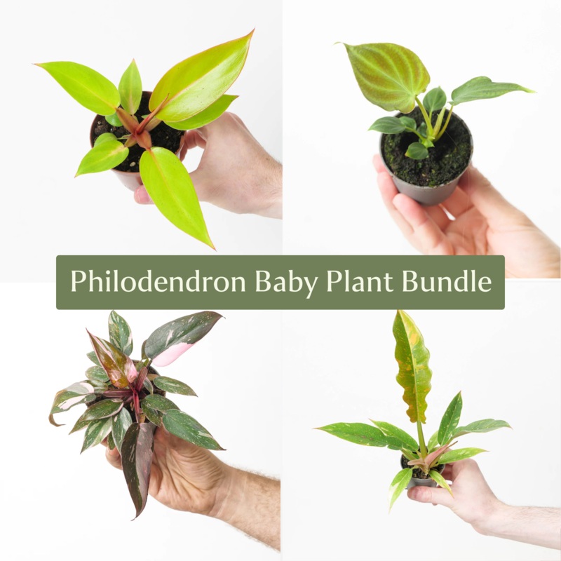 Philodendron Baby Bundle