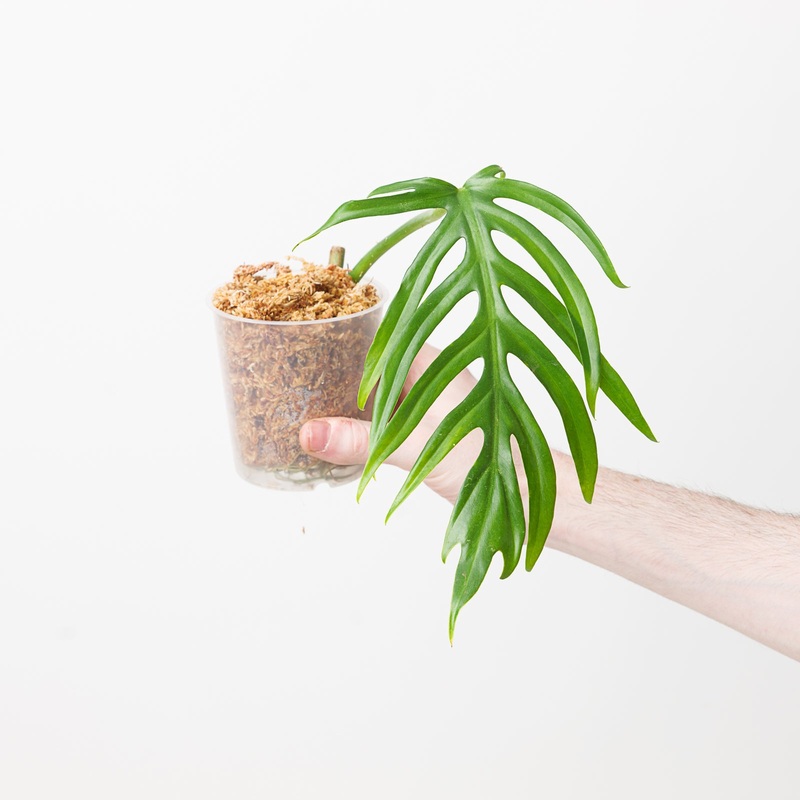 Philodendron elegans ‘type’|9cm