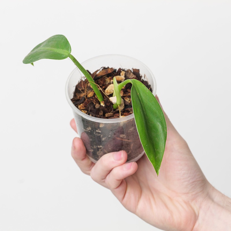 Philodendron inconcinnum|9cm