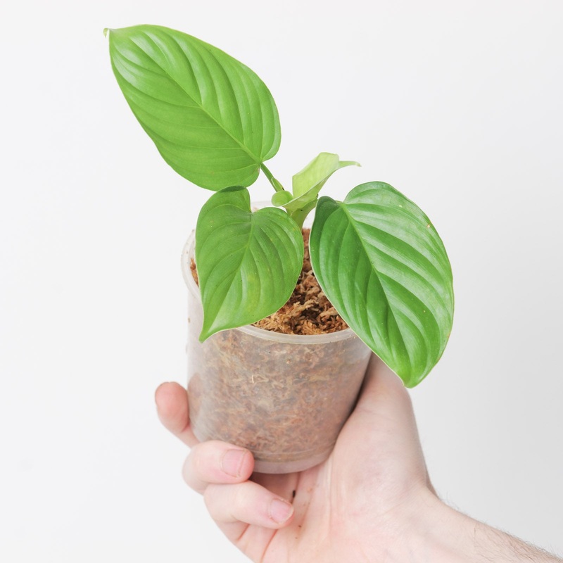 Philodendron melanoneuron|9cm