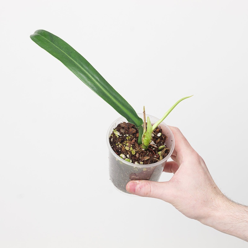 Philodendron pendulatum aff|9cm