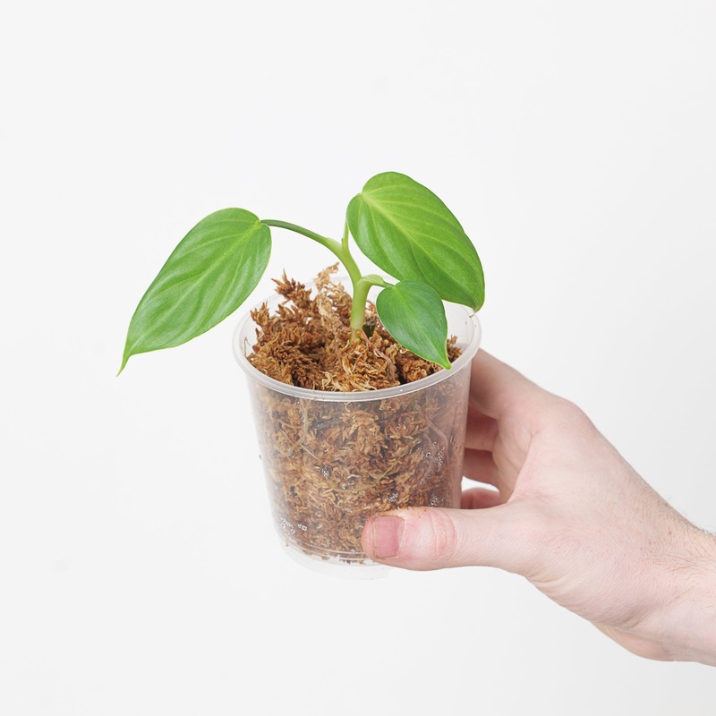 Philodendron pterotum ‘Andes’|9cm