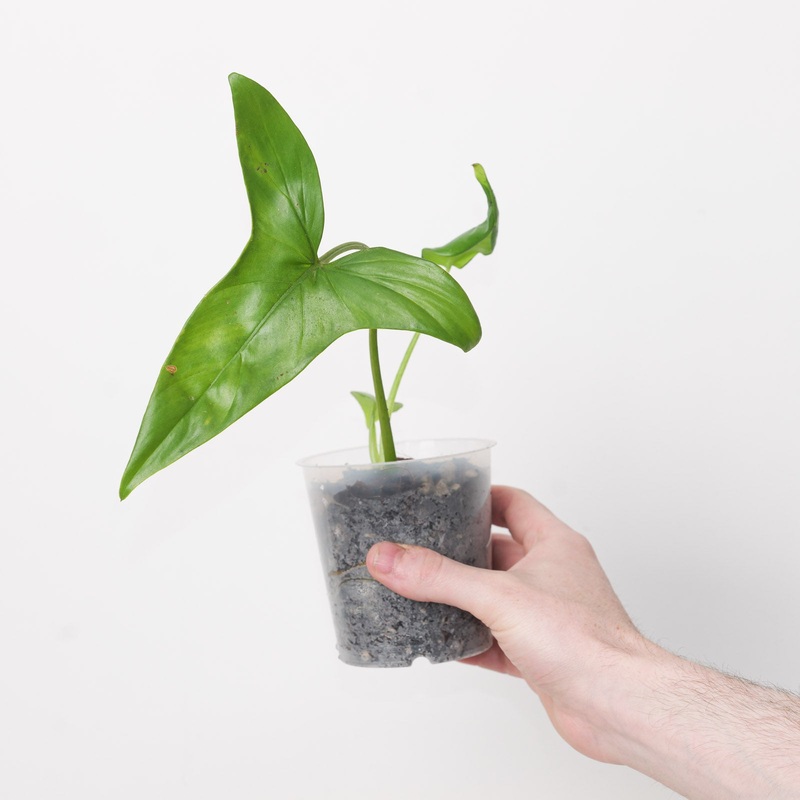 Philodendron sagittatum|9cm