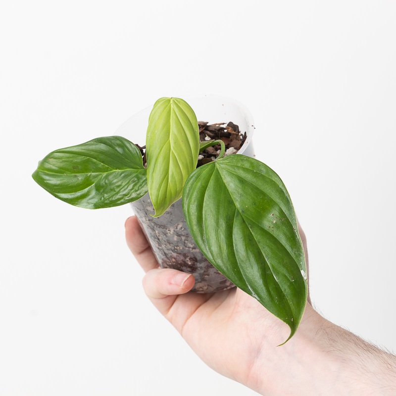 Philodendron smithii asperum|9cm