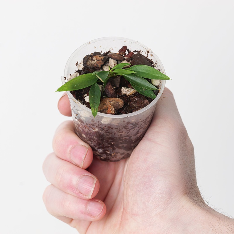 Philodendron sp. ‘Mini Midget’