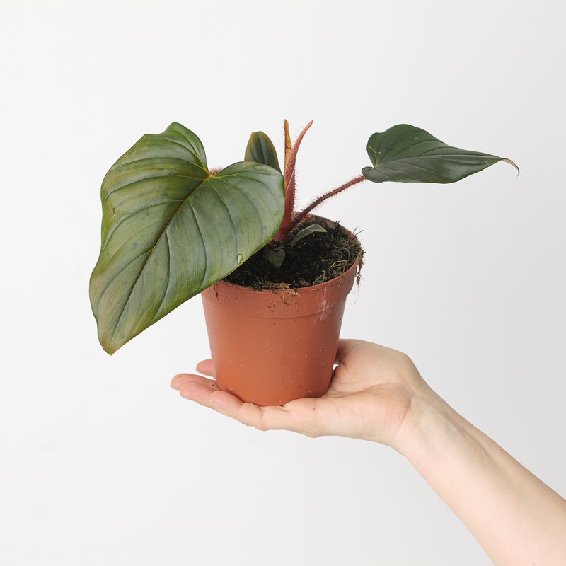 Philodendron squamicaule Dark Red