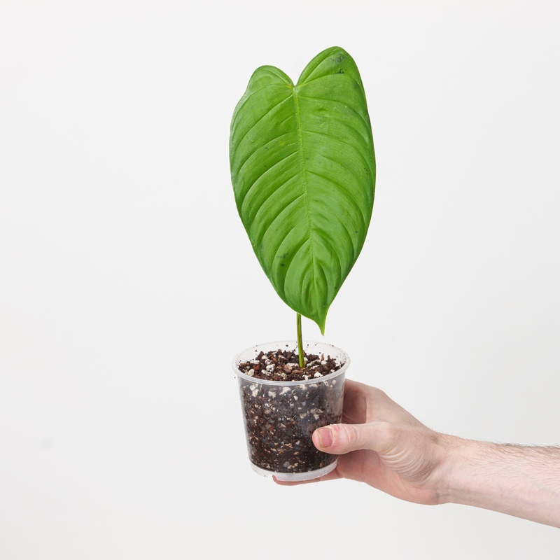 Philodendron tenue ‘Jesus Marie’