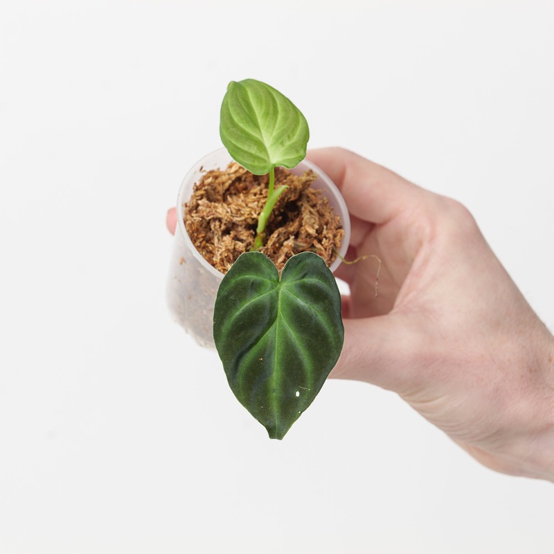 Philodendron verrucosum ‘Bosco’