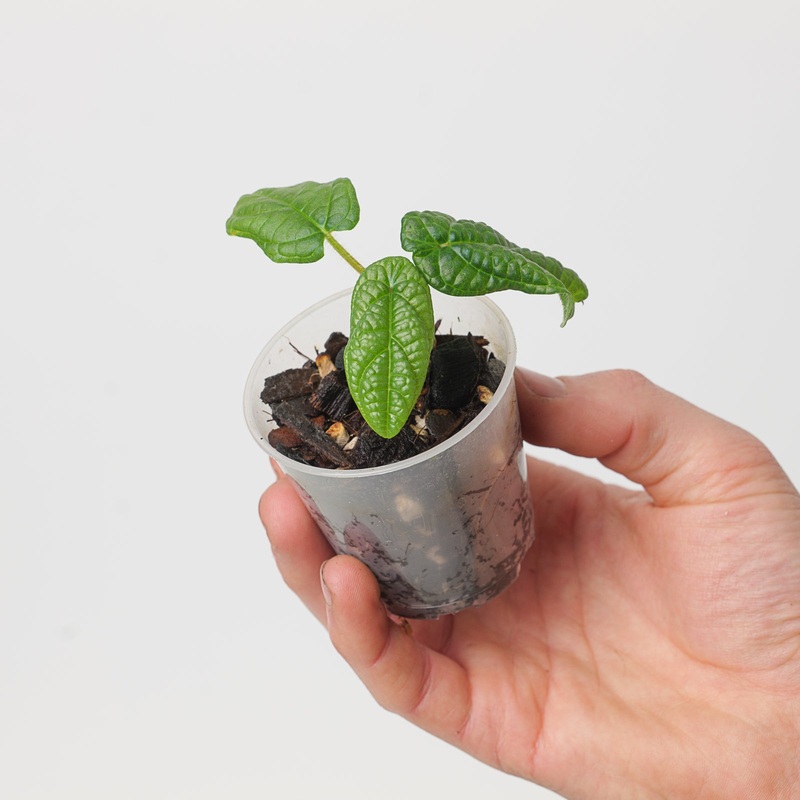 Piper parmatum|6cm