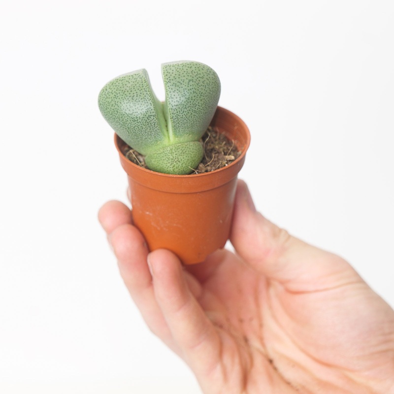 Pleiospilos nelii|6cm