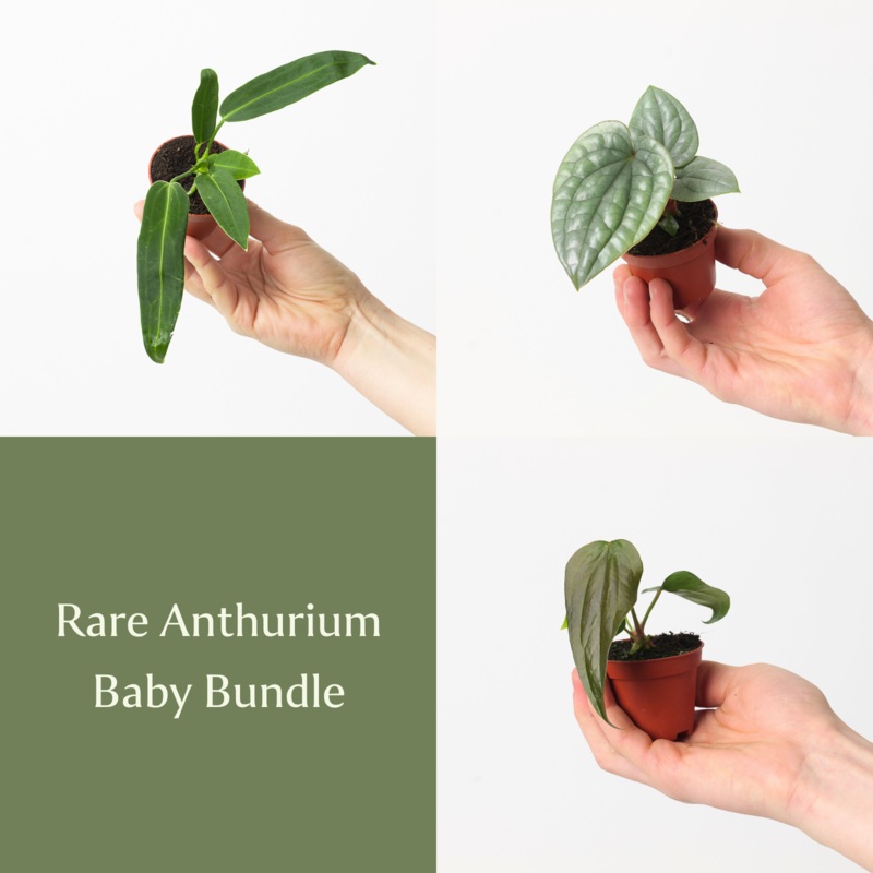 Rare Anthurium Baby Bundle