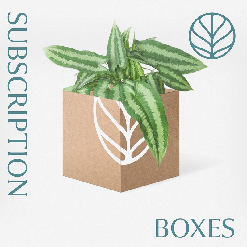 Rare Plant Subscription Box|Rare Houseplant Box