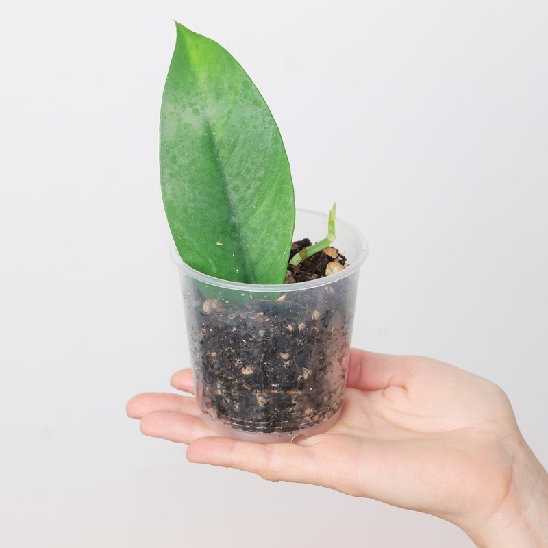 Rhaphidophora sp. ‘KT’|9cm