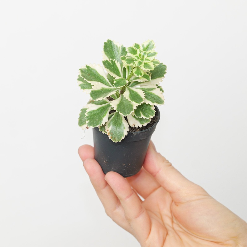 Sedum tekesimense ‘Atlantis’|6cm