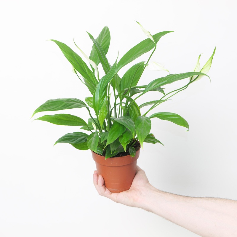 Spathiphyllum sp. ‘Alana’|12cm