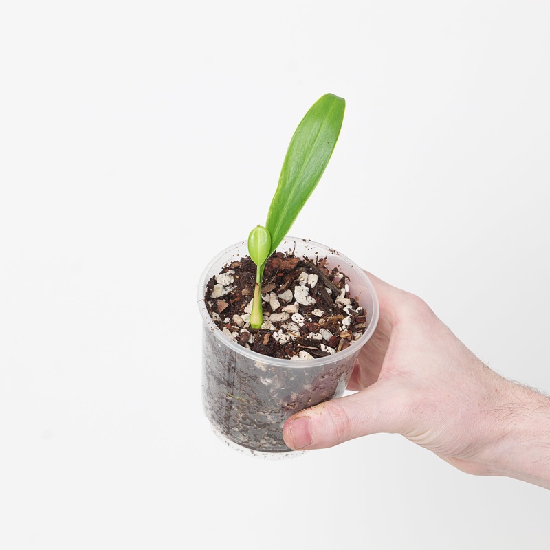Stenospermation marantifolium|9cm