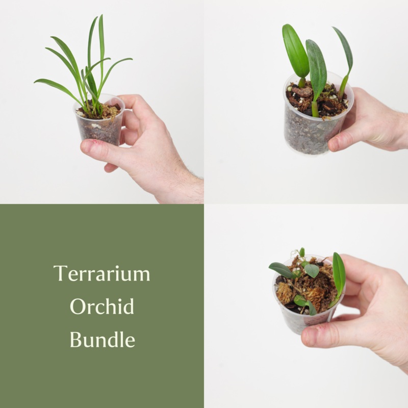 Terrarium Orchid Bundle