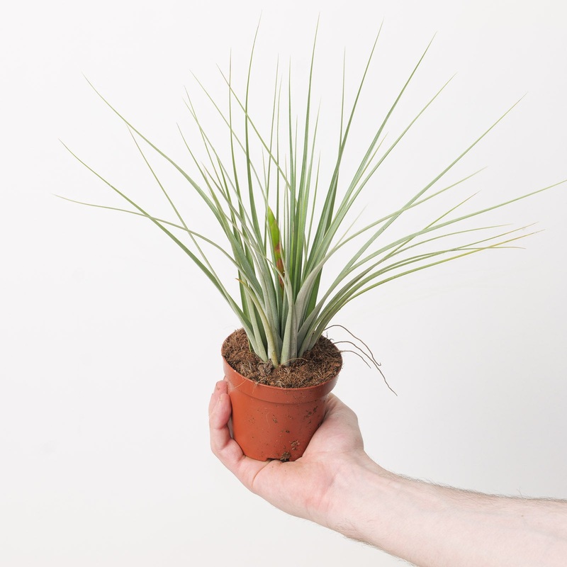 Tillandsia iopinata | Air Plant