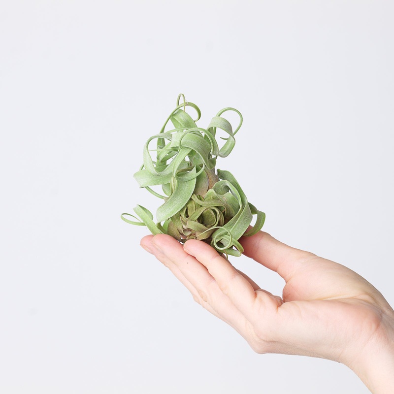 Tillandsia streptophylla|Large