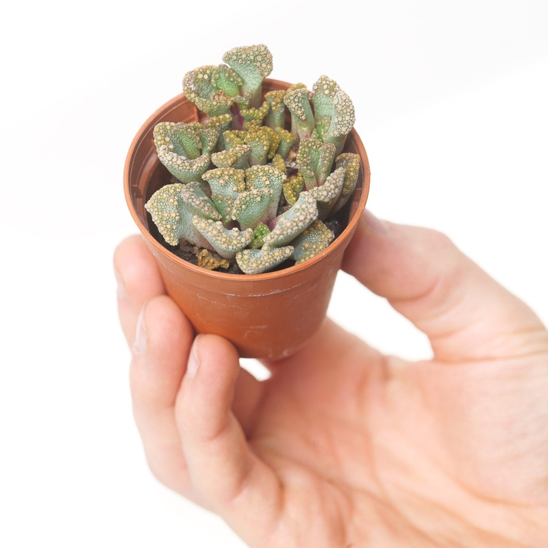 Titanopsis calcarea|6cm