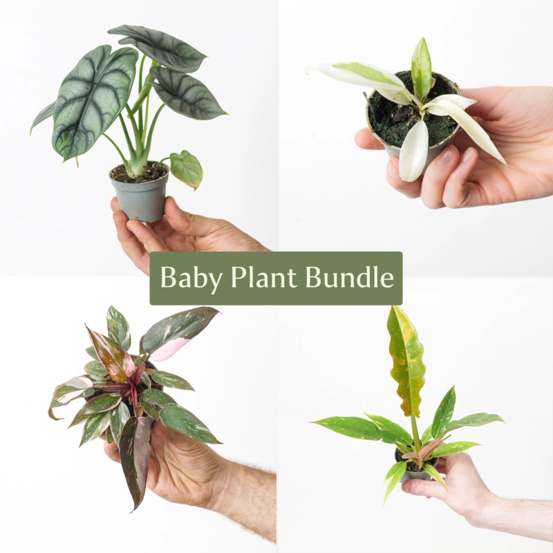 Unusual Baby Bundle